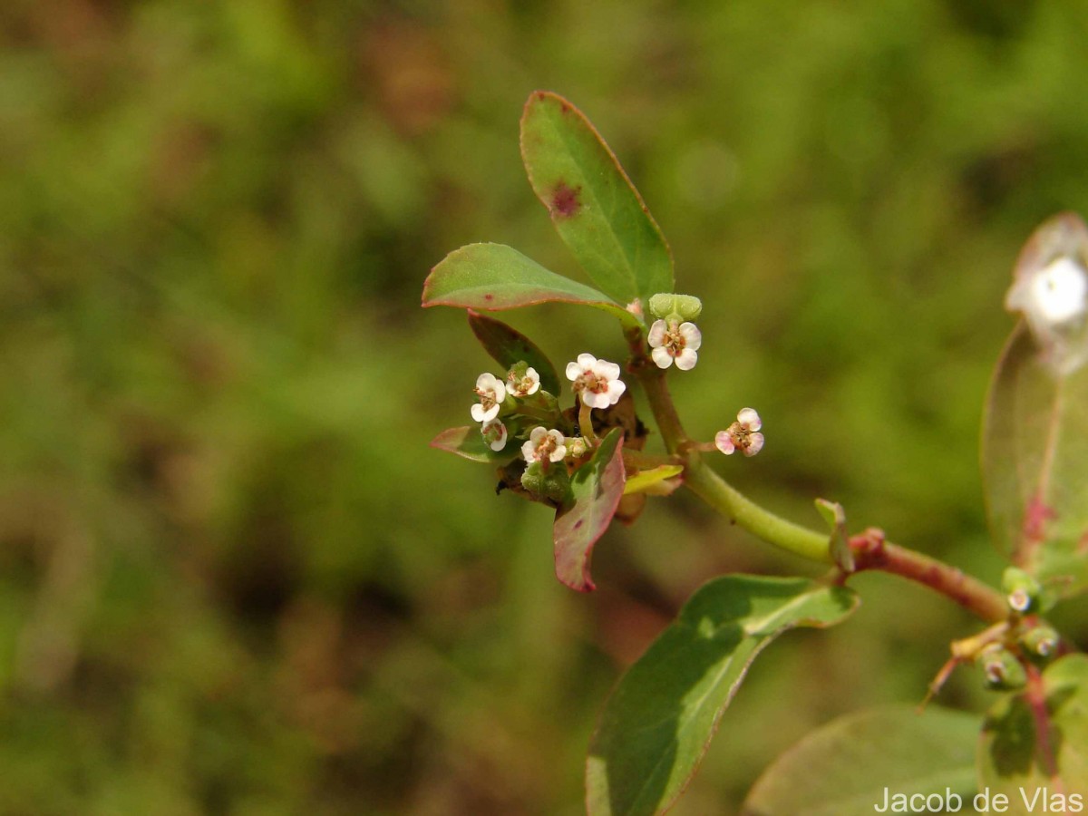 Euphorbia indica Lam.